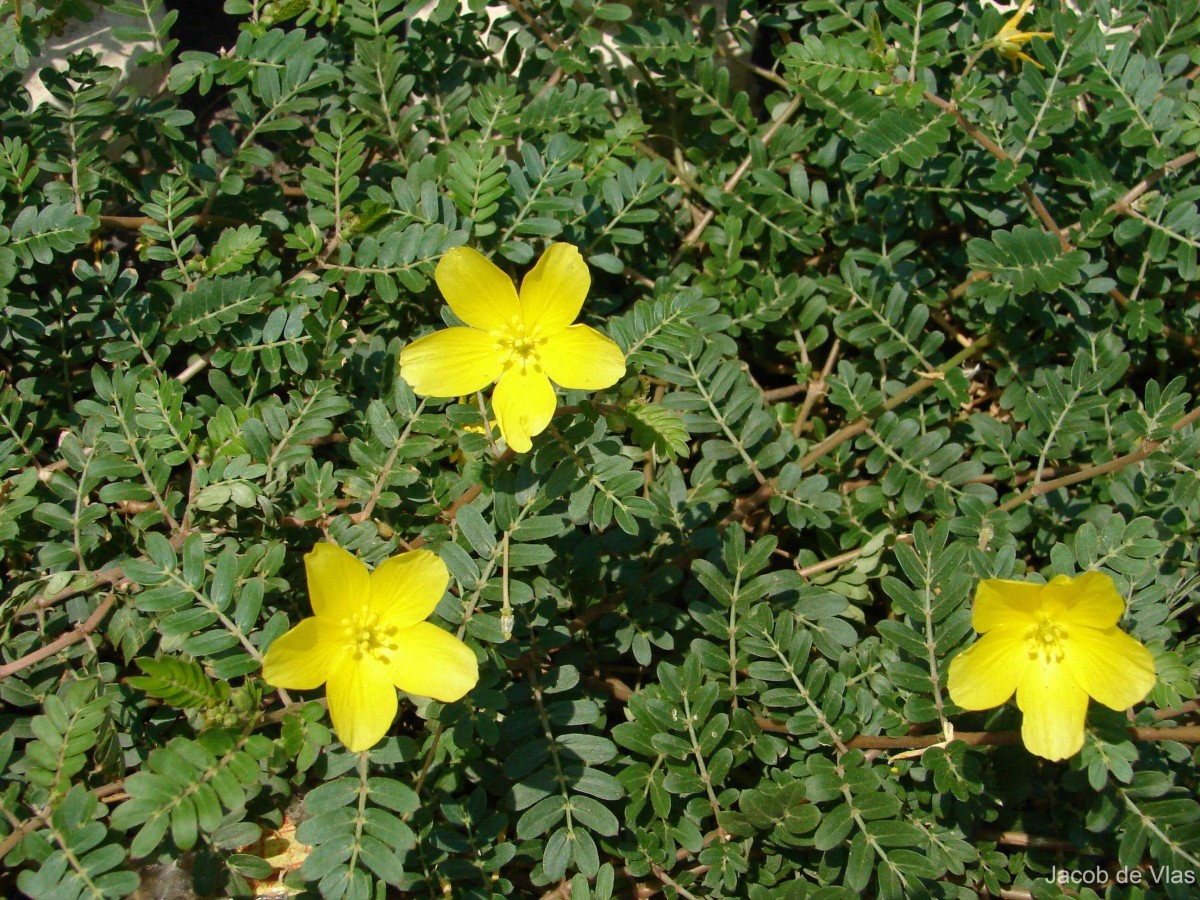 Tribulus cistoides L.